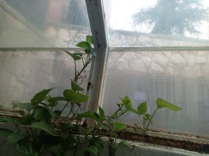 Sky light price remote control schneider